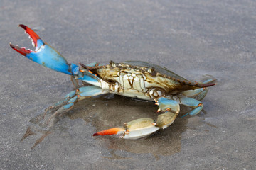 Blue crab (Callinectes sapidus) close up, Texas, Galveston