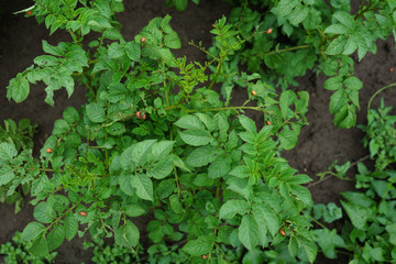 Colorado potato beetle.
