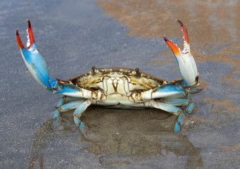 Blue crab (Callinectes sapidus) close up, Texas, Galveston - Powered by Adobe