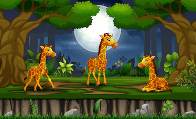 Obraz premium Cartoon three giraffes enjoying at the night landscape