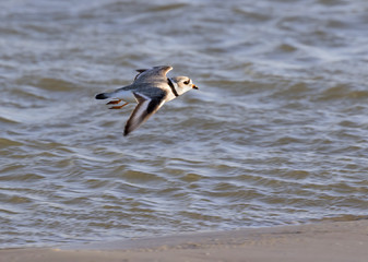 The piping plover (Charadrius melodus) on the sand beach, Galveston