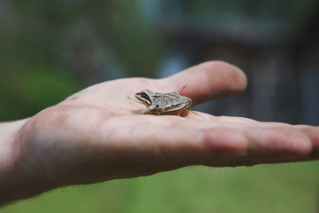 Frog on the palm