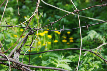 Barbed wire