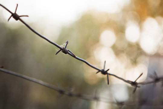 Barbed wire on a blurry background of beautiful nature.