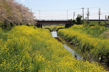 a river runs through a field of yellow canola flowers in japanese rural village