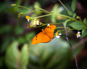 Butterfly in spring