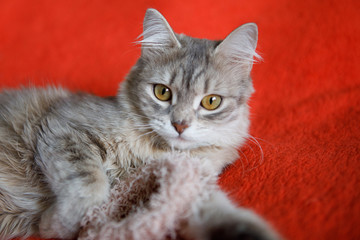Gray cat with yellow eyes.