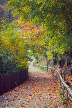 Walkway covered with fallen autumn leaves in a rustic countryside area in Switzerland