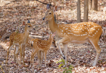  female and fawn sika deer
