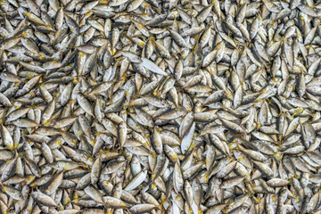Fisherman worked in fishing village of Cua Dai, Hoi An, Vietnam. Hoian is recognized as a World Heritage Site by UNESCO.