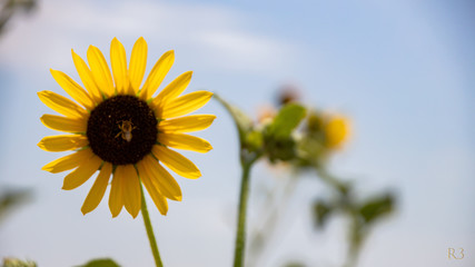 sunflower on blue sky