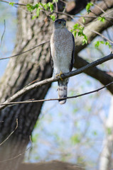 Hawk on branch