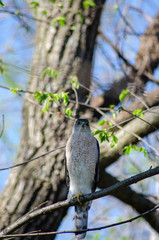 Hawk on branch