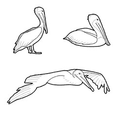 Brown Pelican Vector Illustration Hand Drawn Animal Cartoon Art