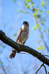 Hawk on branch
