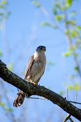 Hawk on branch