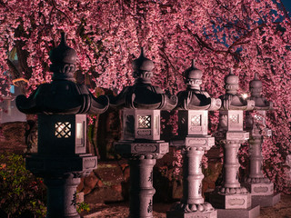 桜と灯籠
