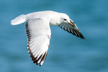 Black-billed Gull endemic to New Zealand