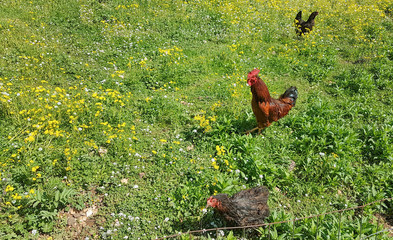 freerange cock and hens in a green meadow with yellow flowers