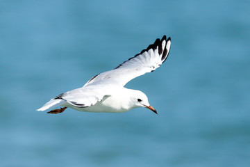 Black-billed Gull endemic to New Zealand