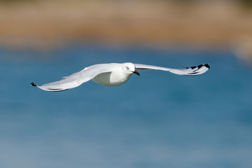 Black-billed Gull endemic to New Zealand