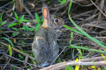 rabbit in the grass