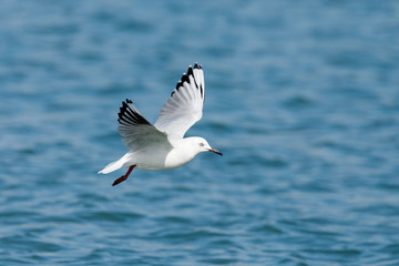 Black-billed Gull endemic to New Zealand