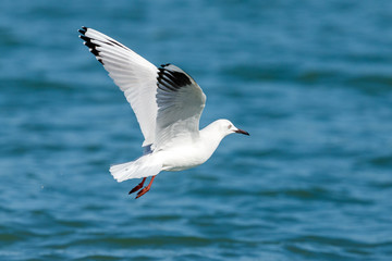 Black-billed Gull endemic to New Zealand