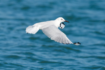 Black-billed Gull endemic to New Zealand