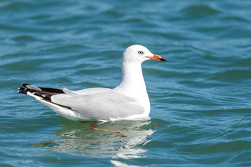 Black-billed Gull endemic to New Zealand