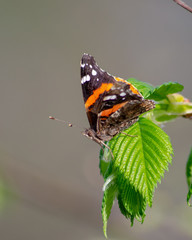 butterfly on leaf