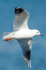 Black-billed Gull endemic to New Zealand