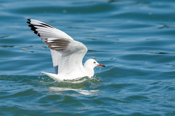 Black-billed Gull endemic to New Zealand