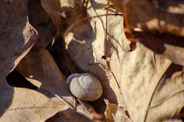 snail on leaf
