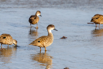 Grey Teal in New Zealand