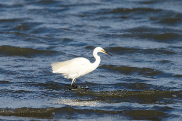 Little Egret in New Zealand