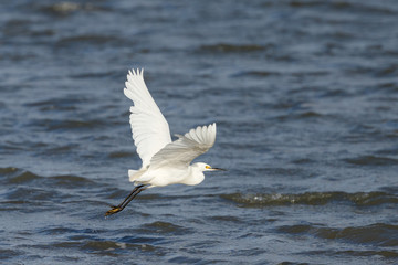 Little Egret in New Zealand
