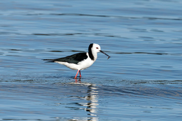 Pied Stilt in New Zealand