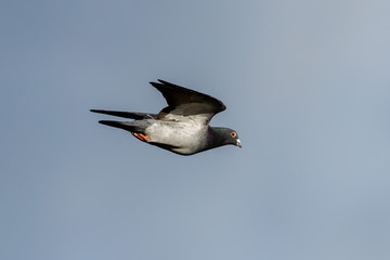 Rock Dove in New Zealand