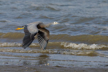 White-faced Heron in New Zealand