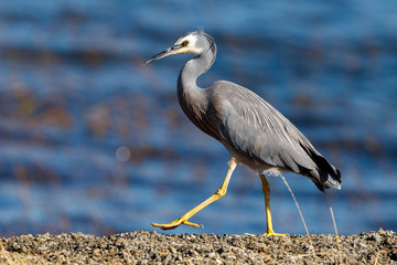 White-faced Heron in New Zealand