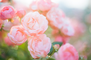 ピンク色のバラ