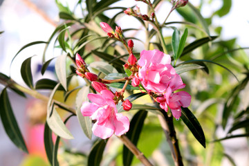 pink oleander flower and buds
