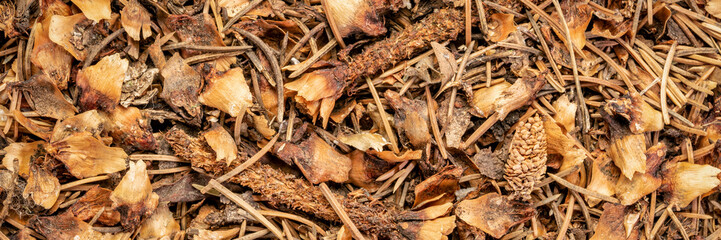 closeup background and texture of forest floor