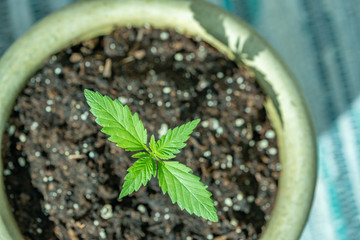 Young marijuana plant in a flower pot landscape with slight shadow