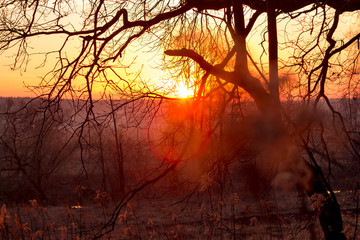 The bright light of the sun at sunset behind the branches of trees
