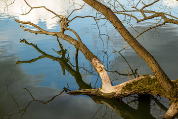 Scenic view of a fallen tree in river water
