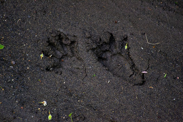 Raccoon tracks in mud