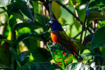 Male Painted Bunting (Passerina ciris) hiding in a backyard bush, Stuart, Florida, USA