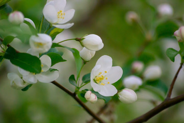 apple tree blossom